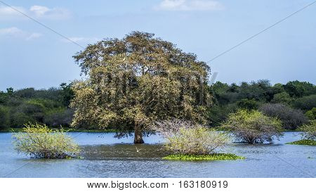 Thabbowa sanctuary nature reserve in Puttalam,Sri Lanka