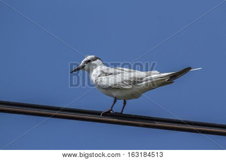Whiskered tern in Thabbowa sanctuary, Puttalam,Sri Lanka ; specie Chlidonias hybrida family of laridae
