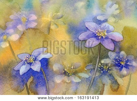 Blue hepatica with petals. Watercolor botanical illustration on forest color background. Hand drawn spring flower.