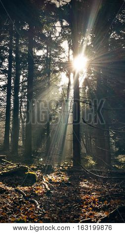 Sun rays in dark autumn forest landscape
