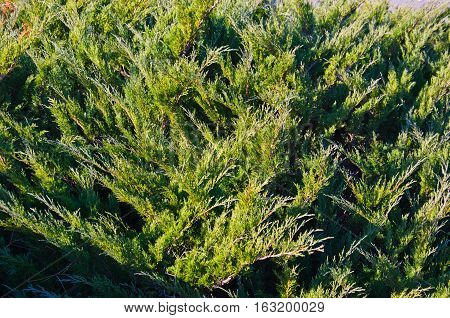 Natural background of the evergreen juniper bush