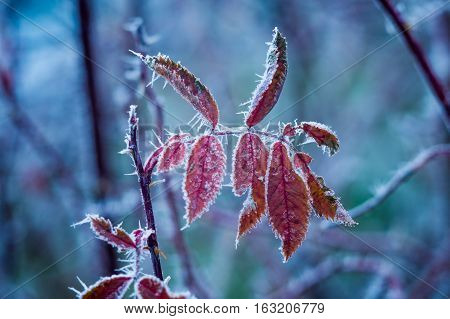 Abstract blurred frosty tree branch covered with sharp frost