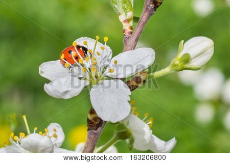 Ladybug sitting on the white cherry flower