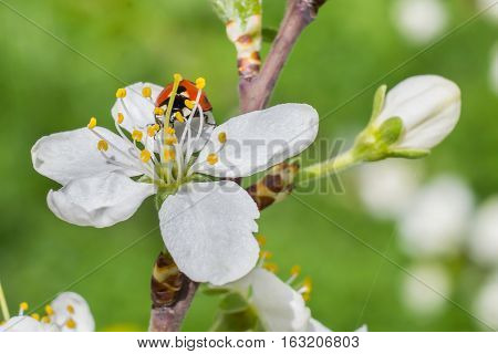 Ladybug sits on the white cherry flower
