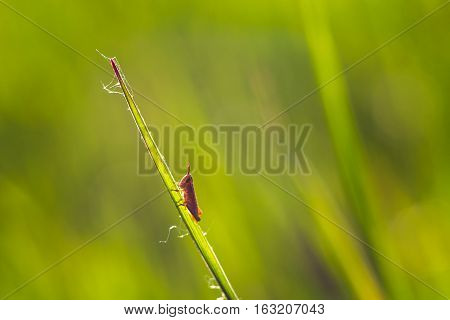 Little grasshopper sitting on the green leaf
