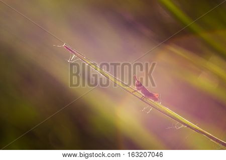 Little grasshopper sitting on the green leaf