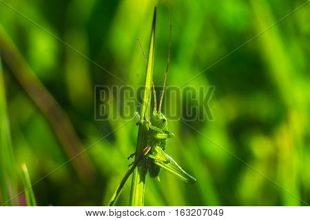 Brown grasshopper sitting on the green leaf
