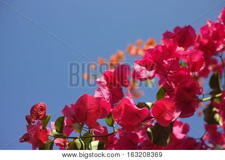 Bright yellow Bougainvillea plant flowers and blue clear sky
