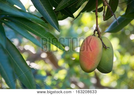 Tropical paradise - exotic mango fruit riping on the tree Tenerife Spain