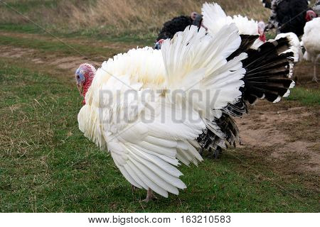 turkey graze close up in the village.