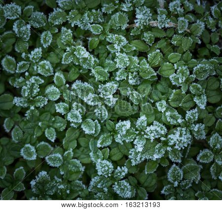 Green Small Plants With Rime