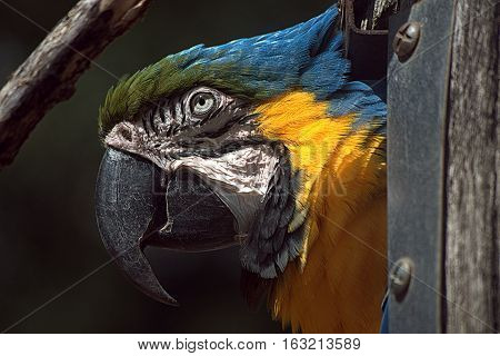 Portrait of a parrot in the birdland.