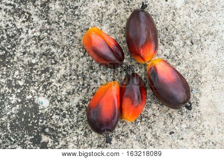 The faesh palm oil seed on the floor