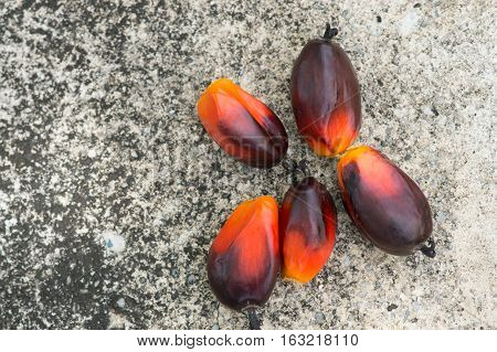 The faesh palm oil seed on the floor
