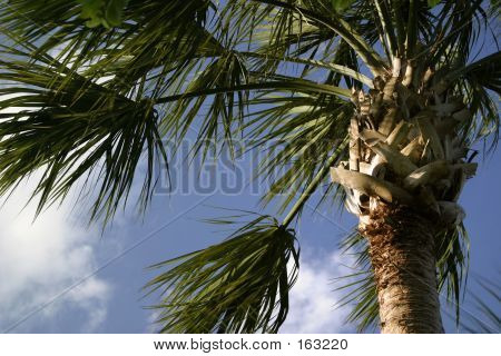 Větrno Palm