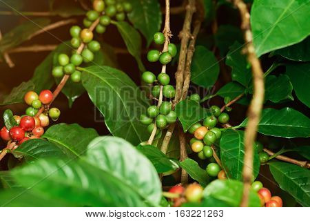 Unpicked red and green  coffee raw beans on farm tree