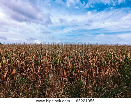 Half sky with clouds half corn field