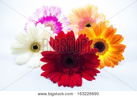 Beautiful colorful flower, chrysanthemum on white background.