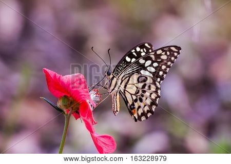 Beautiful flying butterfly on red flower in natural light
