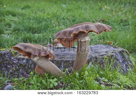 Closeup of large Toadstool mushroom (Armillaria mellea) in front of  tree stump in a country meadow