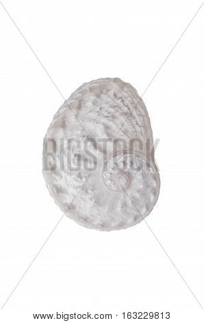 Soft White Abalone shell with fibonacci  spiral pattern on isolated background
