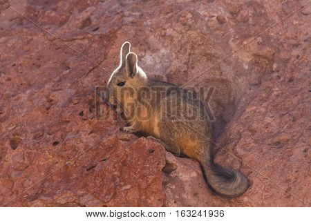 Close up of a southern viscacha Altiplano Bolivia