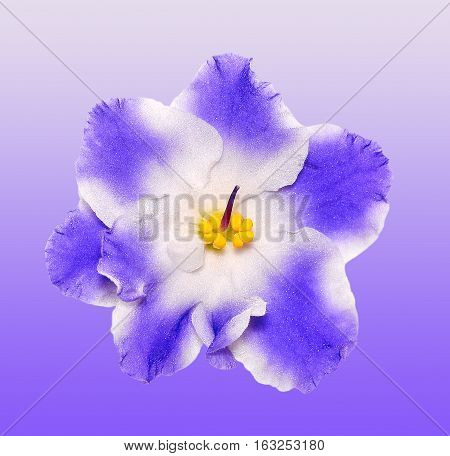 Beautiful  blue and white flower african violet isolated on gradient background. African violet head macro photo. African violet flower. African Violet is Tropical Flower