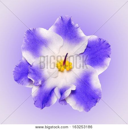 Beautiful  blue and white flower african violet isolated on gradient background. African violet head macro photo. African violet flower. African Violet is Tropical Flower