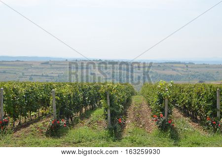 Countryside And Lush Vineyard