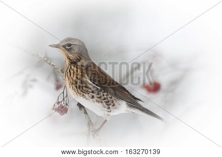 a fieldfare sitting among some rowenberry berries