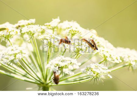Small brown european bugs making love on white flowers. Denticollis linearis - a click beetle. Summer time nature love