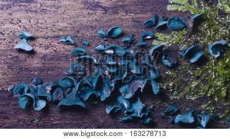 Small fungus green elfcup Chlorociboria aeruginascens on old wood close-up selective focus shallow DOF