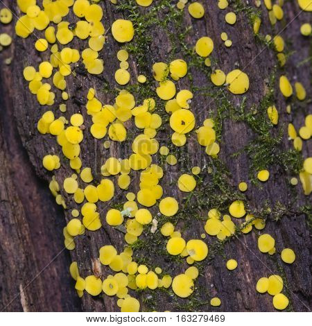 Very small fungus yellow fairy cups or lemon discos Bisporella citrina on old wet wood macro texture selective focus shallow DOF
