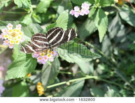 Longwing motýl