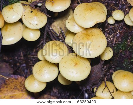 Sulphur Tuft Hypholoma fasciculare growing on old wood macro selective focus shallow DOF