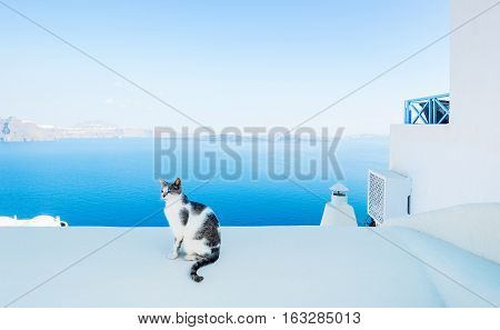 Cat against blue sky and sea in Santorini island Oia Greece