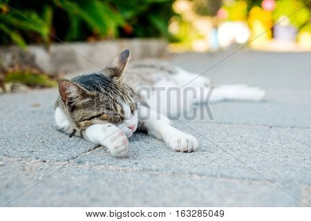 Cat against blue sky and sea in Santorini island Oia Greece