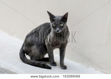 a grey cat is looking around, athens, greece