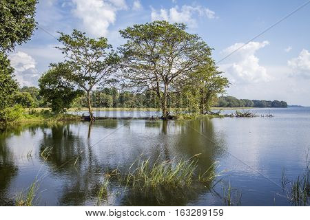 Minneriya nature reserve reservoir in Sri Lanka