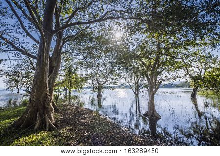Minneriya nature reserve reservoir in Sri Lanka