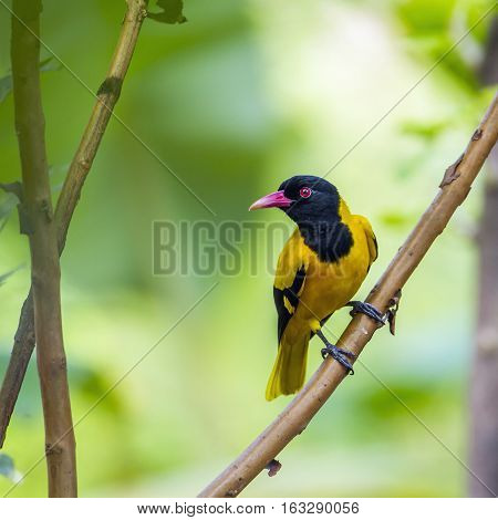 Black-hooded oriole in Minneriya national park, Sri Lanka ; specie Oriolus xanthornus family of Oriolidae