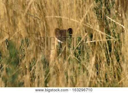 Short-tailed Weasel observing while hidden in the grass