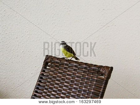 Ggreat Kiskadee