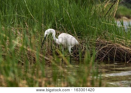 According to the water along the coastal bush is a small white heron looking for food