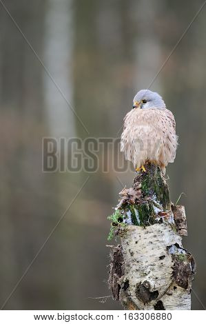 Common Kestrel On Birch