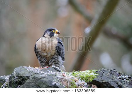 Peregrine Falcon tearing prey on rock in forrest