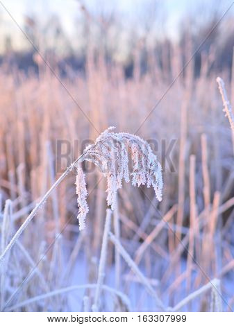 Hoarfrost covered dry grass by the sea. Winter background.