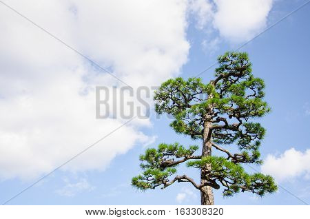 Beautiful Top of Pinus Densiflora or Japanese Red Pine with Blue Sky and Cloudy.Japanese Red Pine is Famous to Plant in Japan.