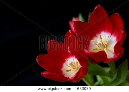 Czerwone tulipany