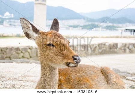Wild Lonely Deer on Itsukushima Jinja Shrine Itsukushima Miyajima island near Hiroshima. Japan